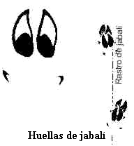 jabali.htm txt jabahue