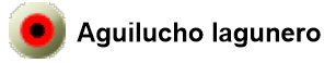 aguilucho_lagunero.jpg