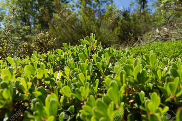 arctostaphylos-ura-ursiEE3BAE9C-A628-9D1B-95F8-864696A96946.jpg