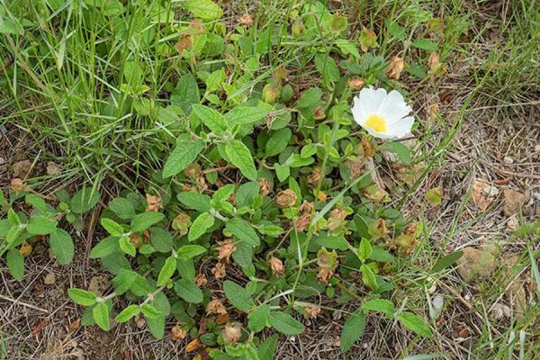 cistus-salviifolius-l-6303519470CC2D-3310-0CE4-87B7-A35D8F88A93F.jpg