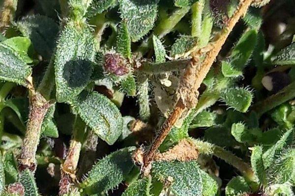 saponaria256A48859-C984-0748-108C-7F95144A48CC.jpg