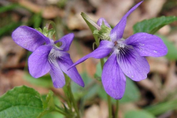 viola-sylvestrisDE69037C-5910-8844-F972-7DCE111D5ACE.jpg