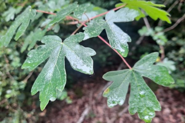 acer-campestre-lB77F489D-68AB-31A9-78B2-A9C9AC9AB4D3.jpg