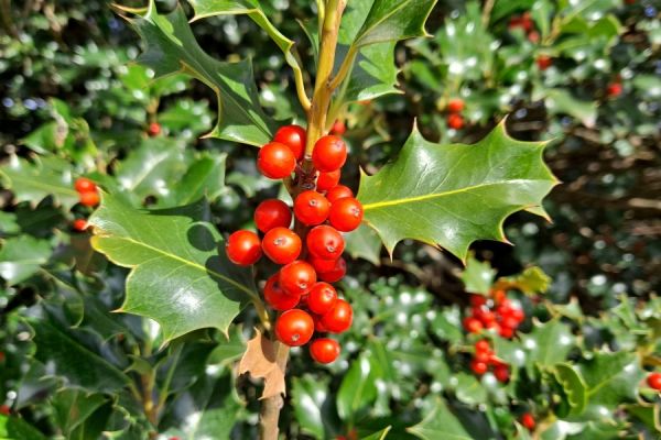 ilex-aquifolium3BA1C24F-18F4-F51F-B50C-F736B3E8B366.jpg