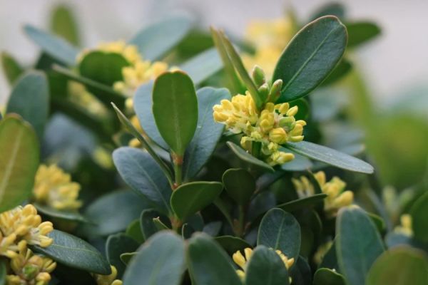 buxus-sempervirens-flor28F2828D2-8400-48F4-6589-78BC4F369065.jpg
