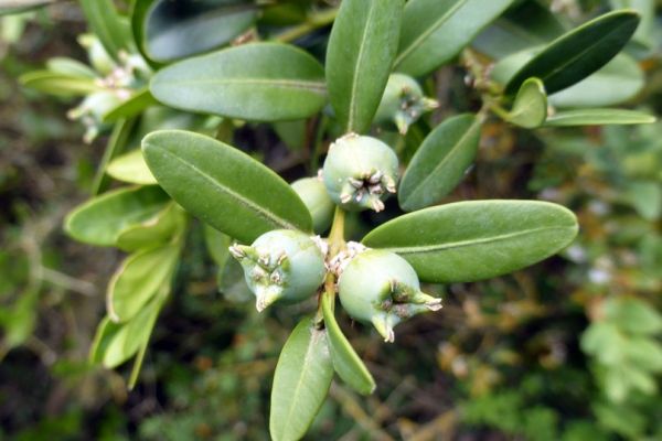 buxus-sempervirens-frutoAE1AB337-BA33-C075-C96E-C0066AB6795F.jpg