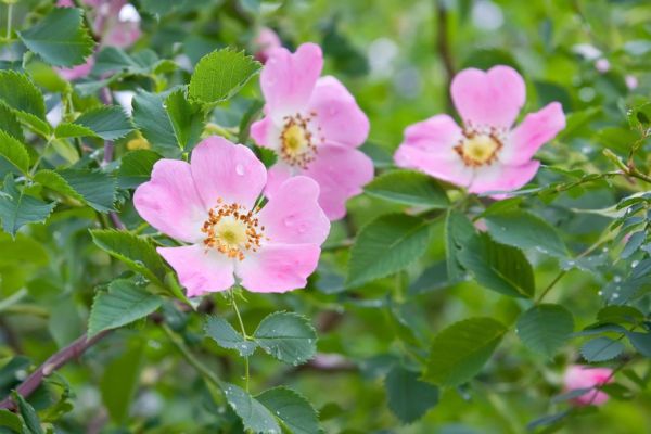 rosa-canina-florF2CA0929-CD84-CF5B-0DD0-B49C4A39CD92.jpg