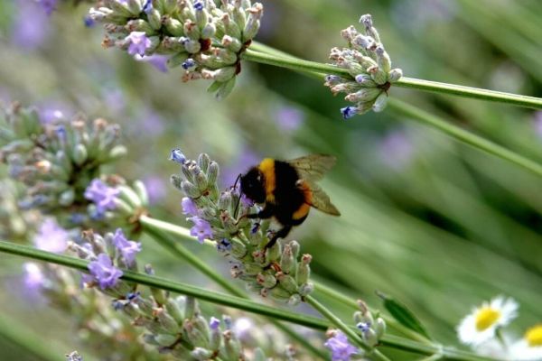 lavanda3B7F1A03-482C-8C64-A624-20D121E9E77A.jpg