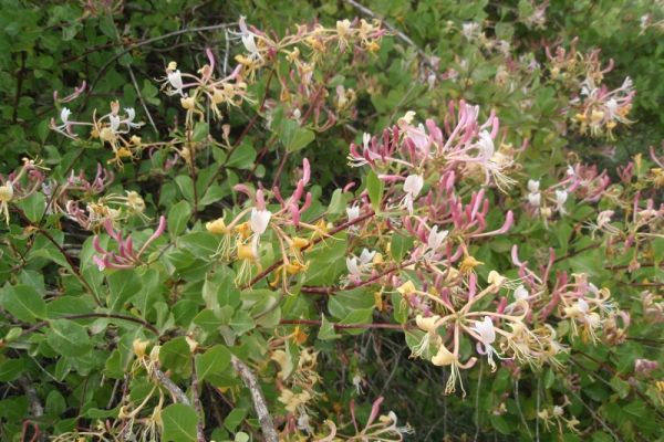lonicera-etrusca114CB8D0E5-8962-62FC-7C6E-6A5437AEE353.jpg