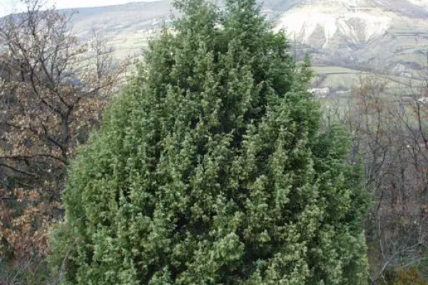 product-j-u-juniperus-oxycedrus-porte2F66F13A9-0A91-B91D-53B9-7B858DFD2953.jpg