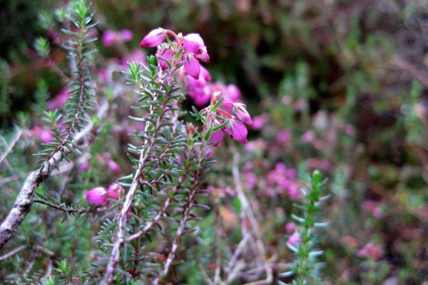 erica-cinerea-136CDFD7FA-499A-2543-07BA-EB162EEAC12A.jpg
