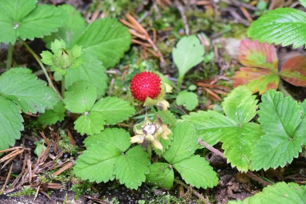 fragaria-vesca47EEEC59-3373-9379-84D4-608262870789.jpg