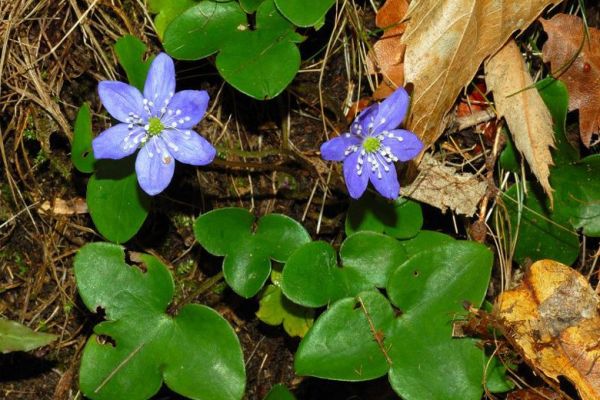 hepatica1F8032A83-F95B-53E0-71A4-59A8AAC078BB.jpg