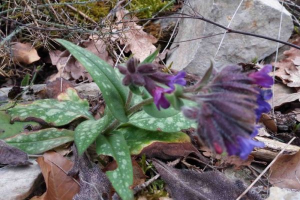 pulmonaria55C353FC-74A1-842D-B5D9-00FF1753E62F.jpg