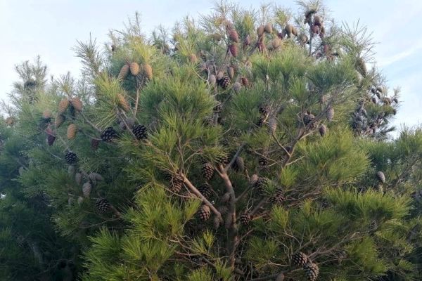 pino-halepensis3CE5E93C-C8FB-7199-7CA1-8B0F3B91F34C.jpg