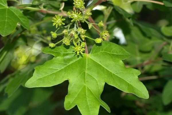 acer-campestre-florC94E99A4-5C8A-6F90-08B4-7575CA5F8D18.jpg