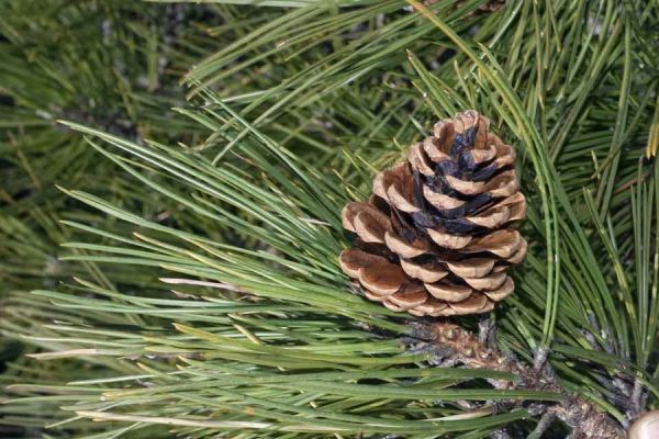 pinus-nigra-pina256D1B284-35A7-3534-4B1A-6665C0FDCCC6.jpg