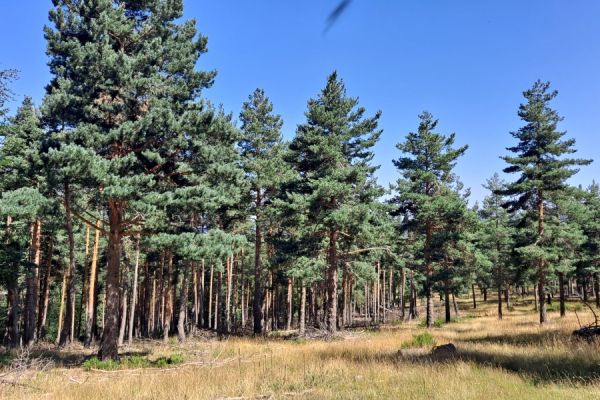 pinus-sylvestris-lC385C16B-2635-1A6D-CB16-57D9A1855ED9.jpg