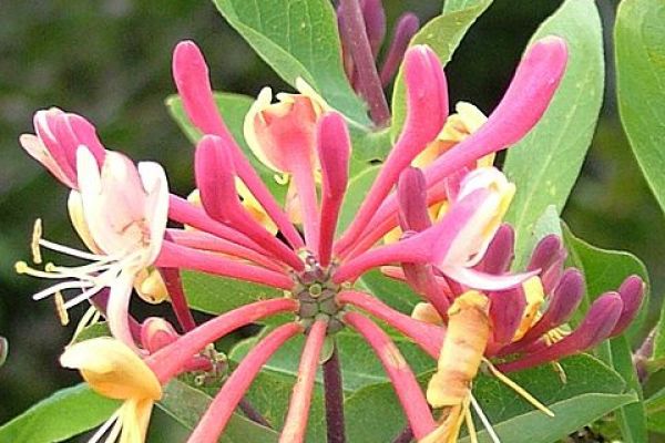 lonicera-etrusca203853FA-4A82-1A6E-2F1F-23B8380A3877.jpg