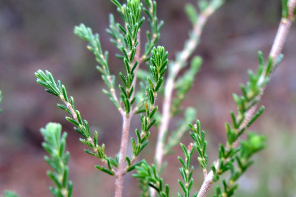 calluna-vulgaris-08F9E6F40B-8D64-1EC3-D97F-3B9B4B9BE274.jpg