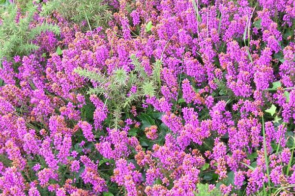 erica-cinerea-c-g-best-782012-16C956C69-1AF5-C684-9516-C42CB6605054.jpg