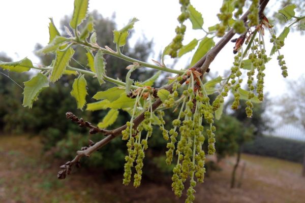 quercus-faginea-flor704E29D2-1938-112C-8F2E-2235811E460F.jpg