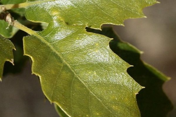 quercus-faginea-hojaFA8212F5-F460-1B67-B214-F6250799997B.jpg
