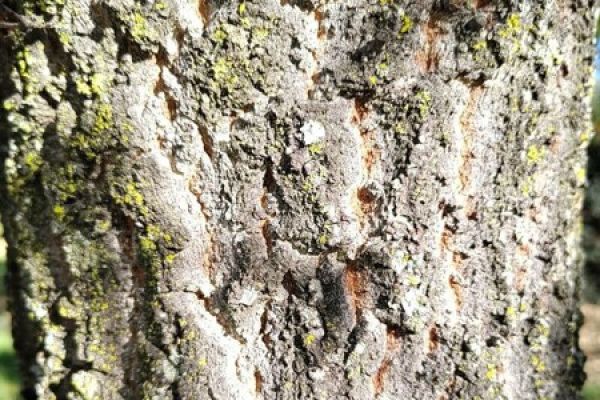 quercus-faginea-tronco630313FE-F0F6-2B10-08F6-6A95AD7D3869.jpg