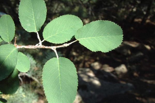 amelanchier-ovalis-hojaD6609E5B-D893-6441-22FE-D8DF1E8962E1.jpg