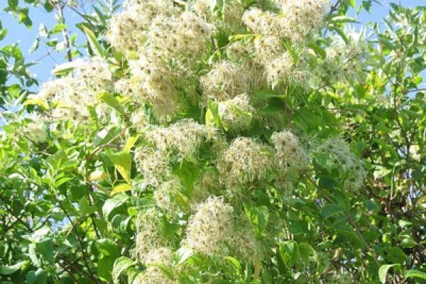 clematis-vitalba-floresF533FD5D-6FE1-6BDD-665E-5325D02F31B7.jpg