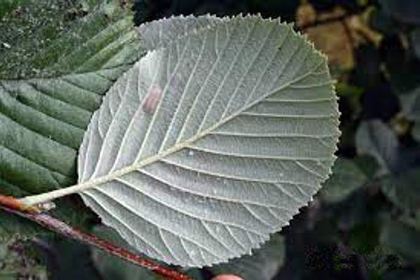 sorbus-aria-hoja-enves34698299-FFFE-C1DA-ECBC-D2D376BCE3EA.jpg