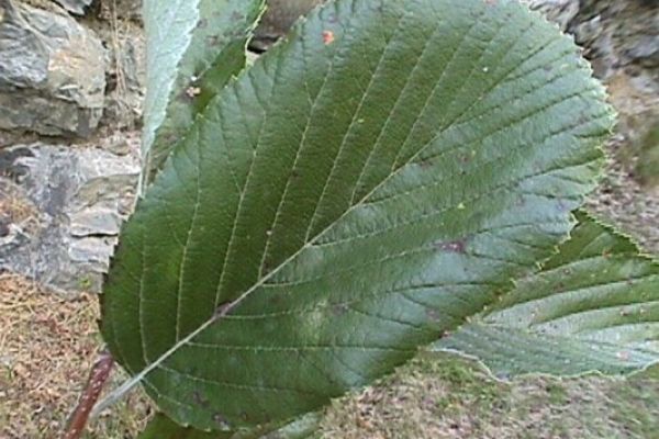 sorbus-aria-hoja-haz25A5468D-5BDA-6459-188E-9FB03E3608F7.jpg