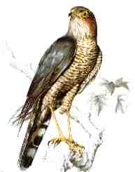 gabilan1