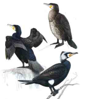 cormorán grande
