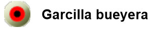 garcilla bueyera