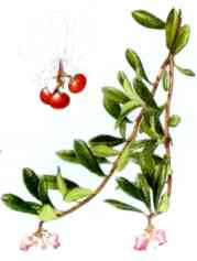 mgayuba1