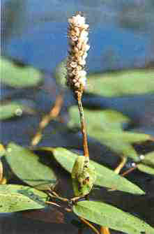 Plolígono Anfibio en flor