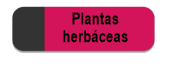 Plantas herbáceas